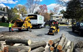 Best Fruit Tree Pruning  in South San Francisco, CA