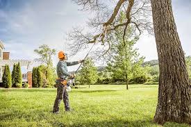 How Our Tree Care Process Works  in  South San Francisco, CA
