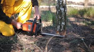 Best Lawn Mowing  in South San Francisco, CA