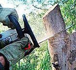 Best Commercial Tree Services  in South San Francisco, CA