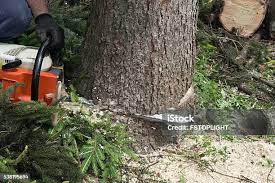 Best Leaf Removal  in South San Francisco, CA