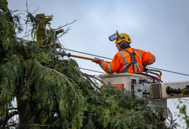 Best Stump Grinding and Removal  in South San Francisco, CA