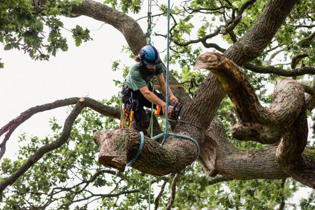Best Firewood Processing and Delivery  in South San Francisco, CA