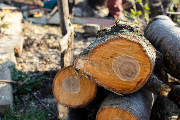 Best Arborist Consultation Services  in South San Francisco, CA