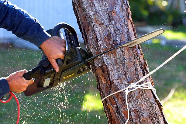 Best Tree Disease Treatment  in South San Francisco, CA