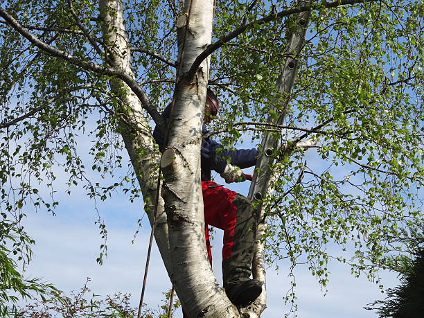 Best Storm Damage Tree Cleanup  in South San Francisco, CA