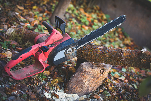 Professional Tree Care in South San Francisco, CA