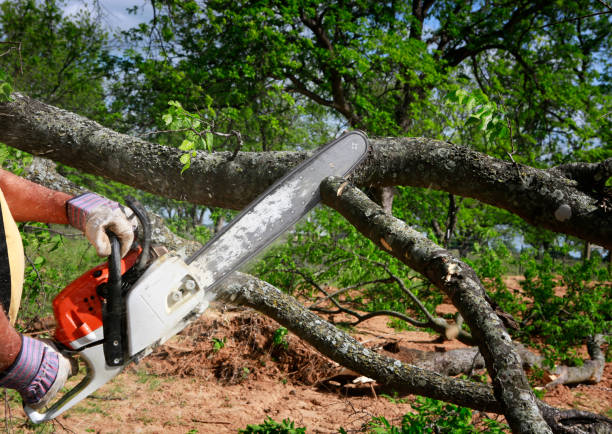 Best Tree Trimming and Pruning  in South San Francisco, CA