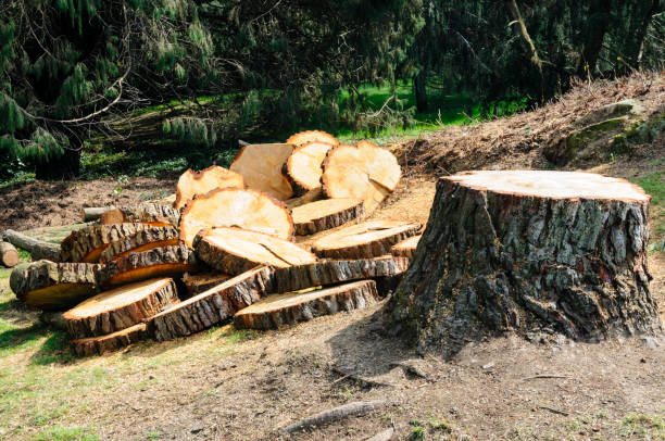  South San Francisco, CA Tree Care Pros